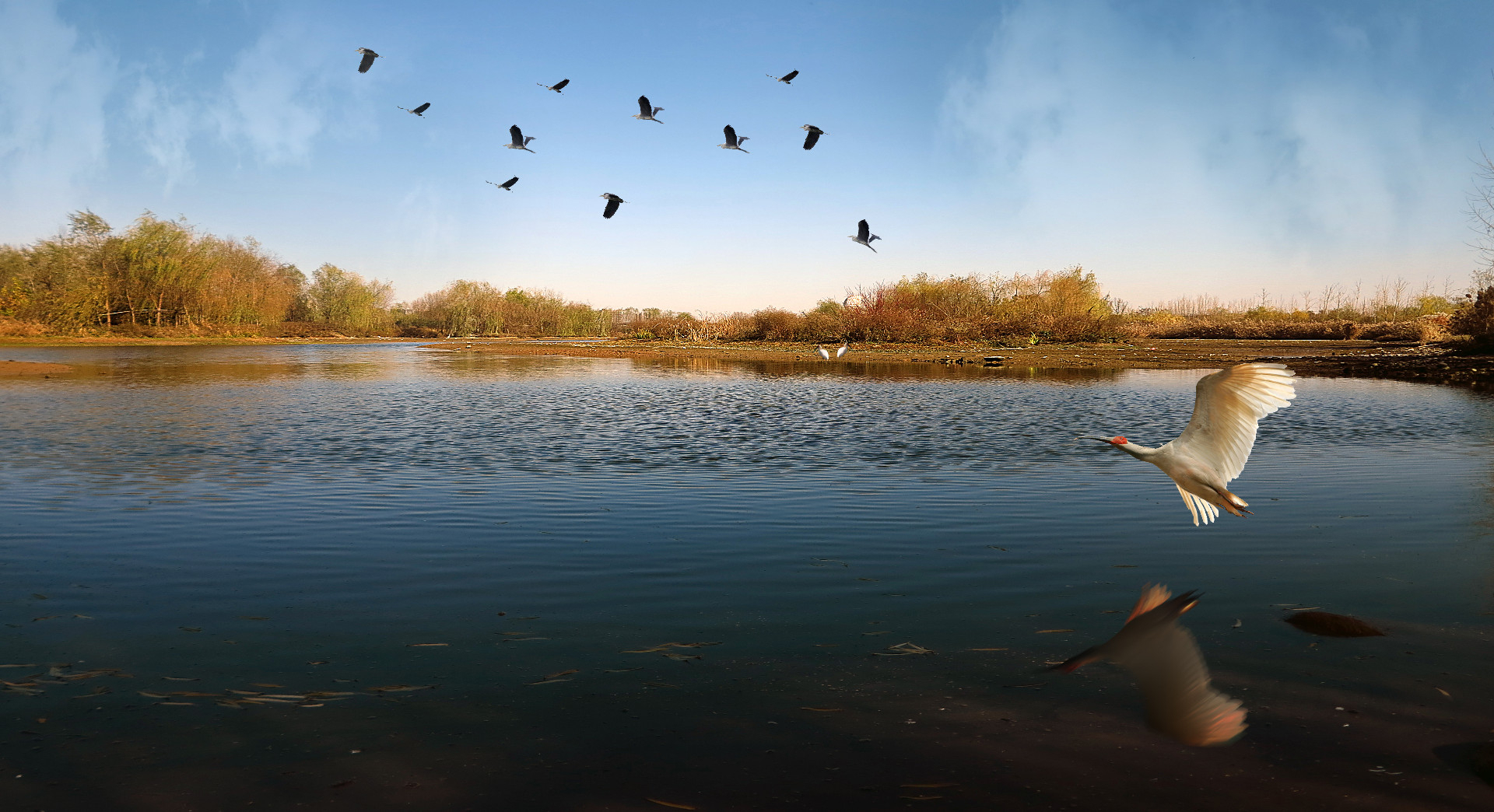 人与自然和谐共生；《鸟儿的天堂》组图   5  赵德如拍摄于2014年11月，浐灞湿地  15529333691.jpg